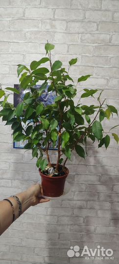 Бенджамина