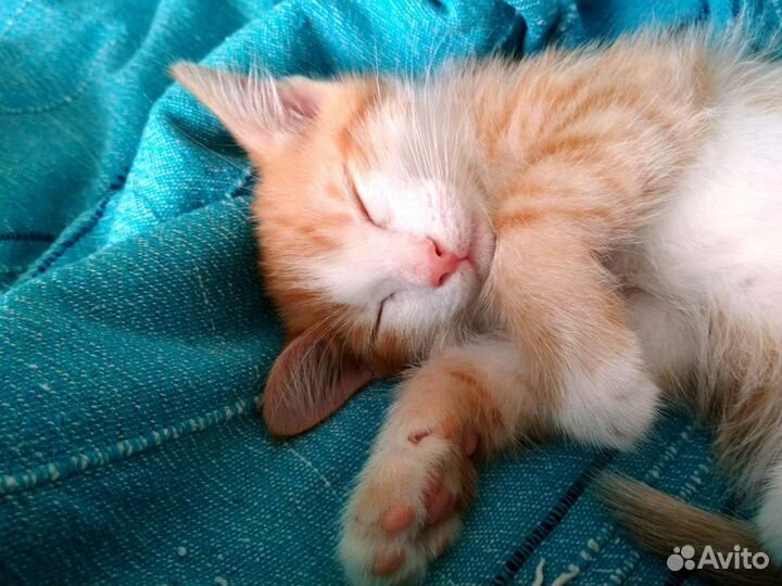 Солнечный рыжик Руди-игривый мальчик 2,5 мес.в дар