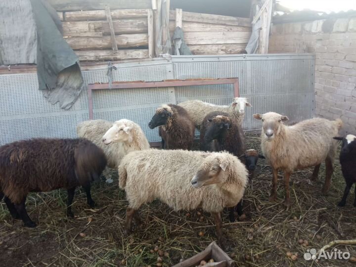 Овцы бараны