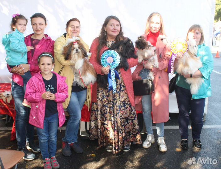 Мальчик ши-тцу выставочный от чемпиона