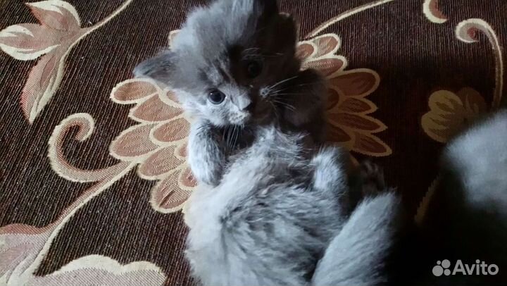 Котята бесплатно