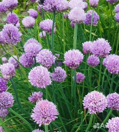 Многолетние садовые цветы/растения