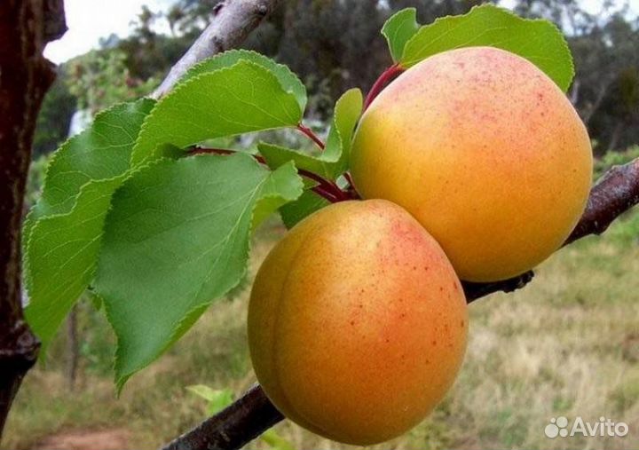 Саженцы абрикоса Погремок, Алеша, С. Триумф