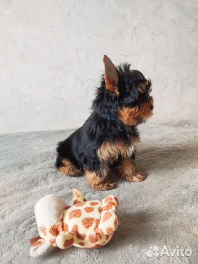 Йоркширский терьер щенки