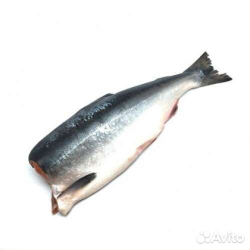 Скумбрия, Горбуша, продаю, мороженная