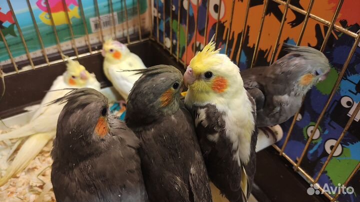 Попугай корелла