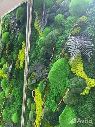 Мох. Озеленение. Фитостена. Живые растения. Декор