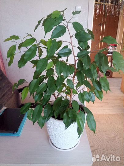 Цветы в горшках