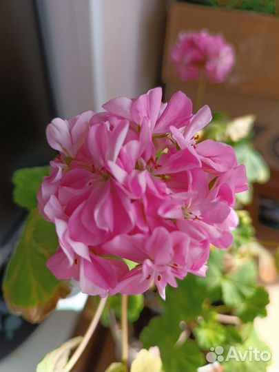 Пеларгония герань