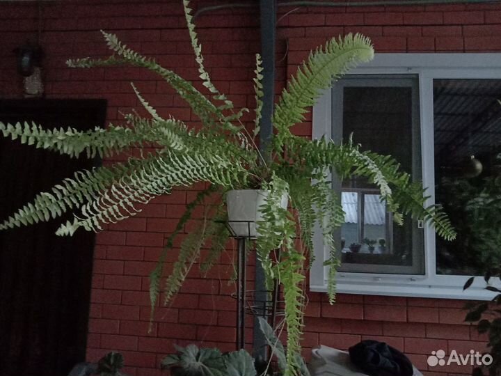 Комнатные растения