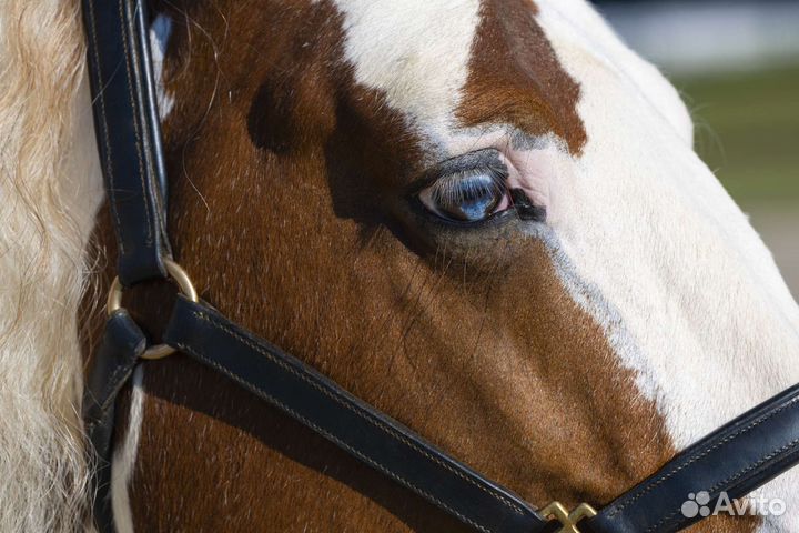 Тинкер,жеребец