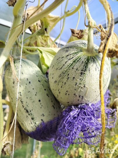 Семена дыни