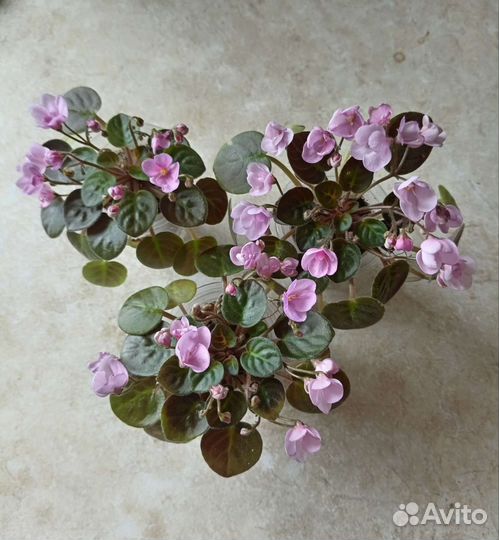 Мини фиалки