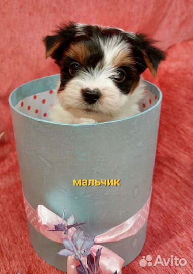 Супер очаровашки щенки бивер йорка