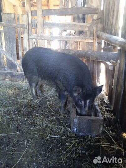 Вьетнамский хряк