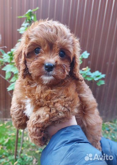 Щенок кавапу девочка