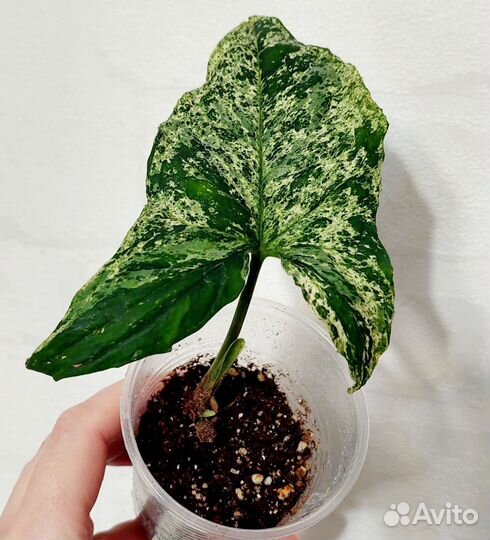 Сингониум ангустатум шот