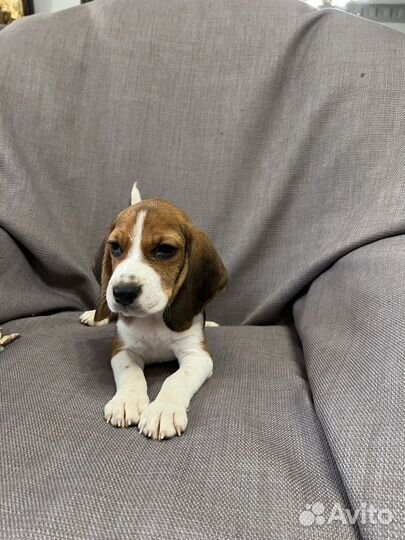 Щенки бигль москва