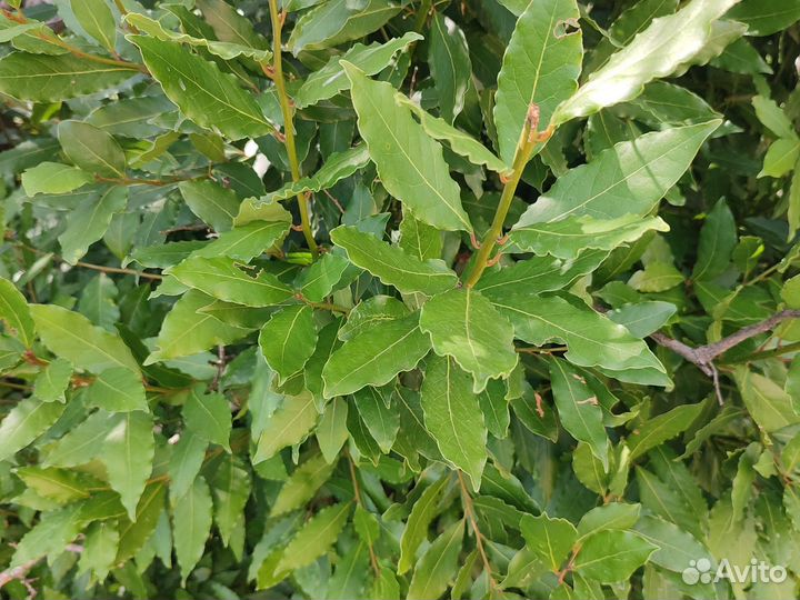 Лавровый лист оптом