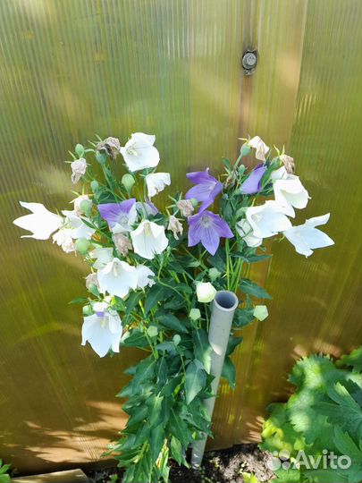 Многолетние садовые цветы