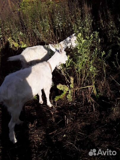 Продам двух зааненских коз