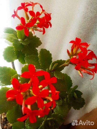 Каланхоэ, каллы