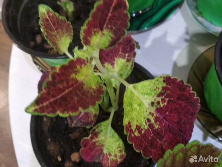 Цветы колеусы