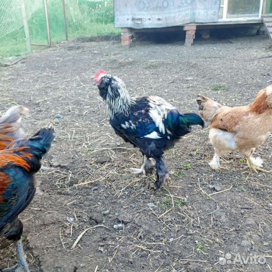 Петух