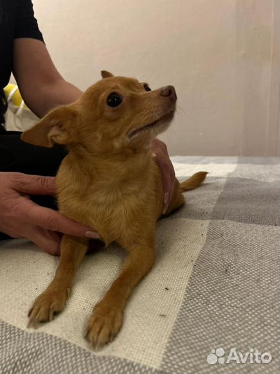 Ищем хозяина