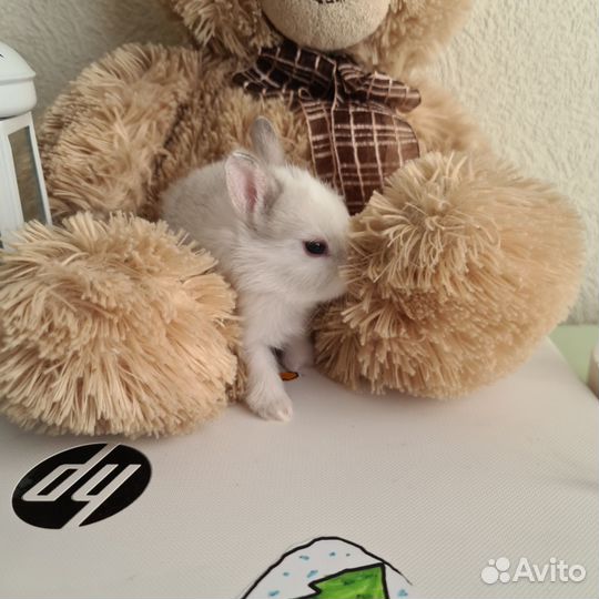 Карликовый кролик