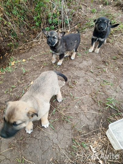 Ищем дом щенкам