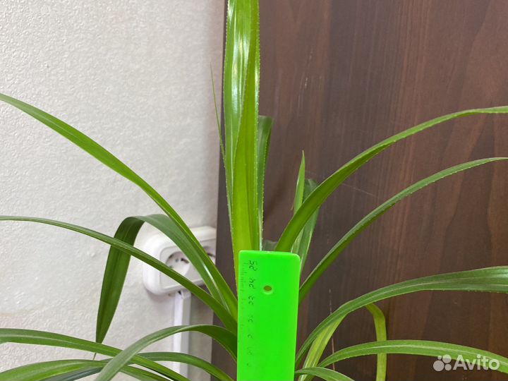 Пальма Панданус