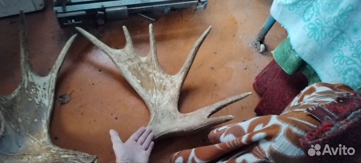 Оленьи рога