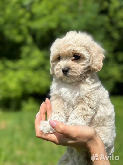 Щенки мальтипу