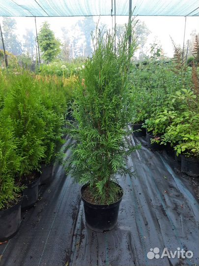 Туя Брабант