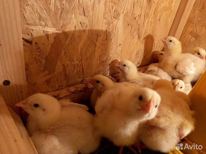 Цыплята бройлера, перепела, мускусные утята