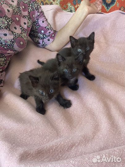 Котята черные