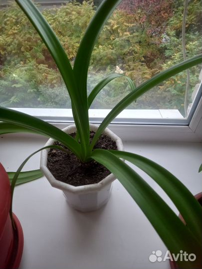 Гиппеаструм амарилис