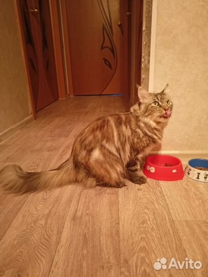 Кошка в дар бесплатно