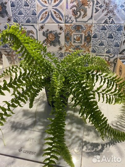 Папоротник