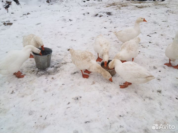 Продам гусиное мясо домашнее