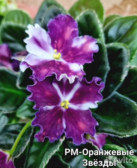 Детки фиалок сортовых