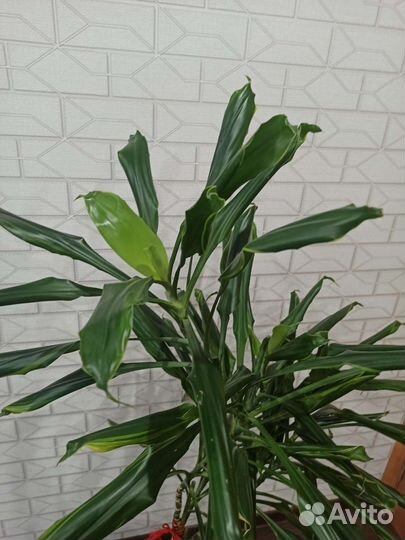 Пальма драцена