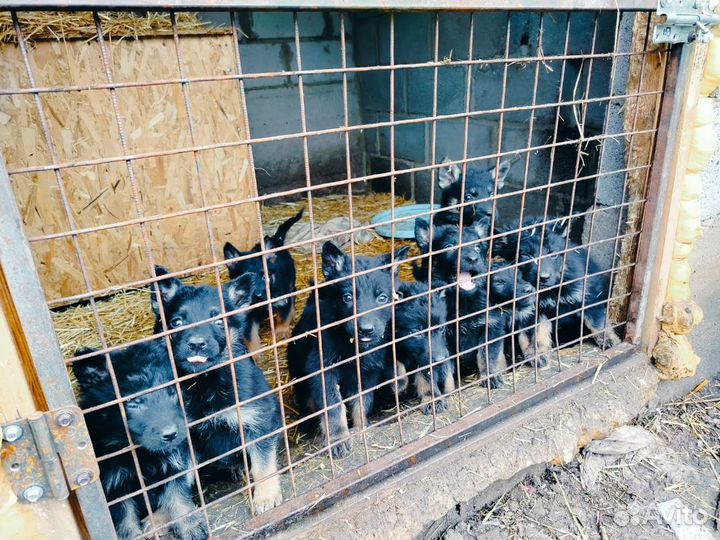 Щенки немецкой овчарки