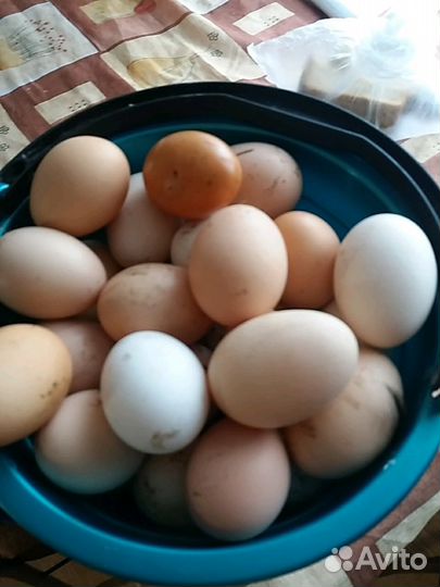 Инкубационные Яйца деревенских кур и гусей