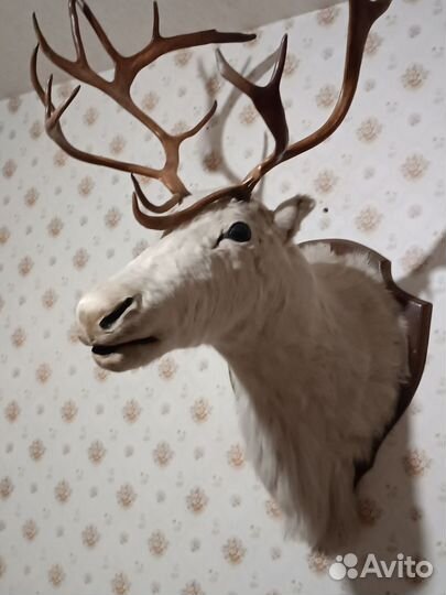 Чучело головы оленя