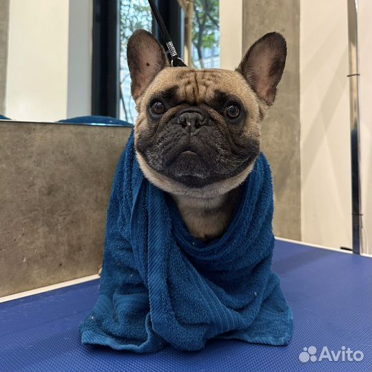 Груминг, вычесывание, гигиенический уход для собак