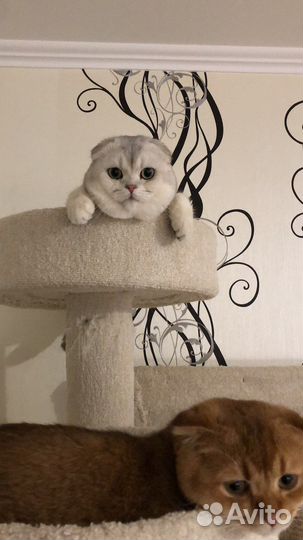 Шотландский вислоухий кот