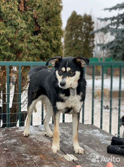 Собака компаньон