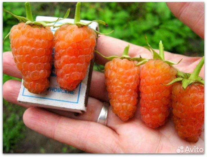Саженцы малины Оранжевое чудо